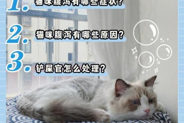 猫咪拉稀了该如何处理？实用技巧与建议